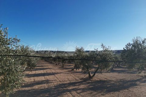 Landejendom i Yecla, Murcia, Yecla - € 155.000 | Ref: SF0370 - foto 17